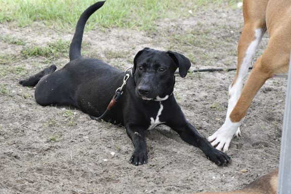 Black mixed breed dog laying in dirt