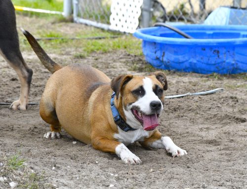 Tan and white tricolor mixed breed dog laying in dirt in playyard