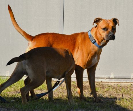 Tan and black mixed breed in yard