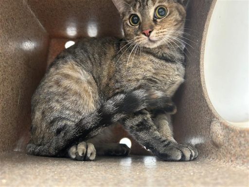 gray tabby cat sitting in kennel