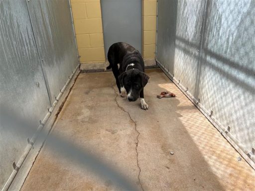 Black/ White male dg sitting in kennel