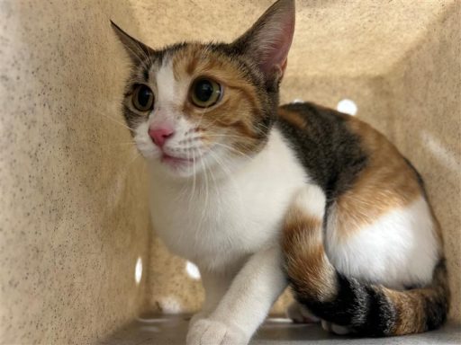 calico cat sitting in kennel