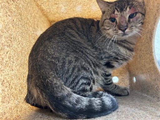 large gray tabby cat with skinned up face sitting in kennel