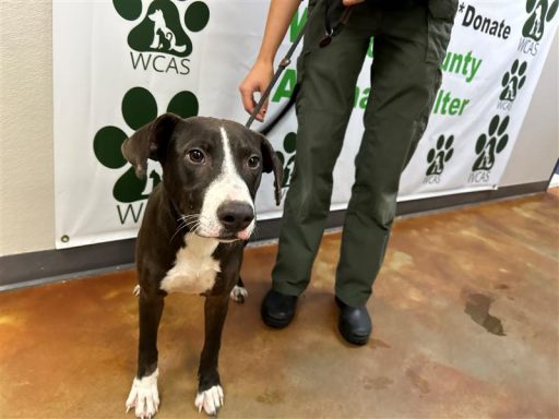 dark brown white female mix breed dog standing in hallway on leash