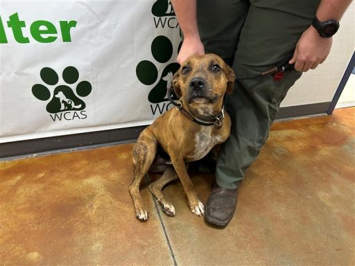 Brindle male dog sitting in hallway on a leash