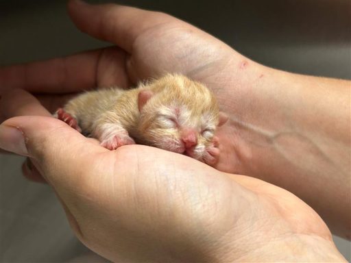 newborn orange cat laying in caretakers hands