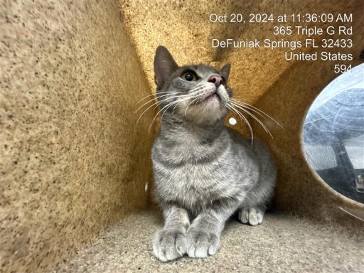 gray tabby cat sitting in kennel