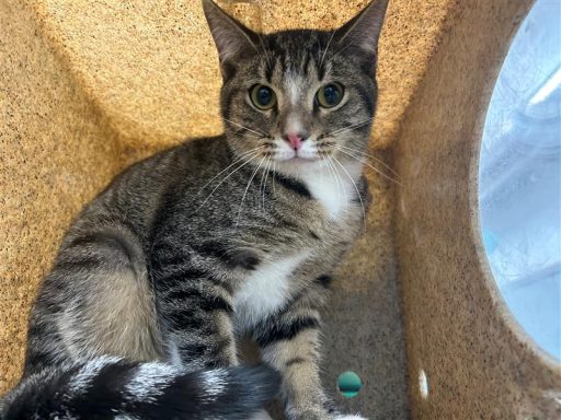 gray and white tabby cat sitting in kennel