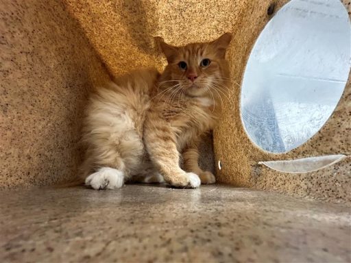 large orange -white tabby medium hair cat sitting in kennel box