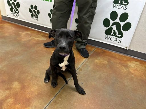 Black/ White female puppy sitting in hallway on a leash