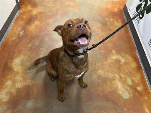 Red male dog sitting in hallway on a leash