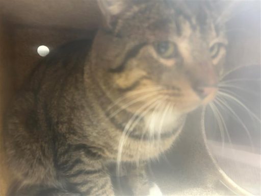 Tabby cat sitting in kennel