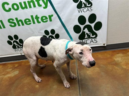 WHite/ Black female dog standing in hallway on a leash