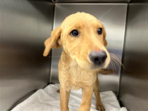 Tan female puppy sitting in kennel