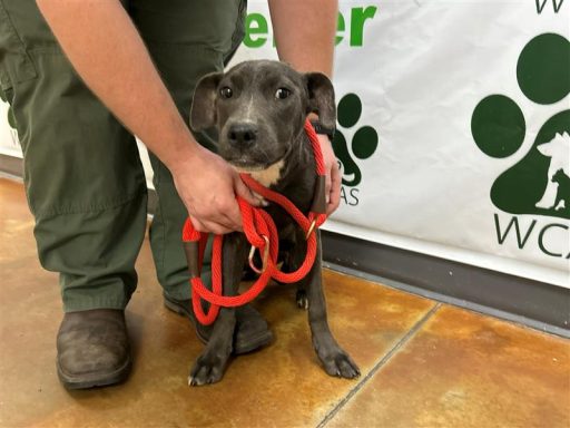 Grey female puppy sitting in hallway on a leash