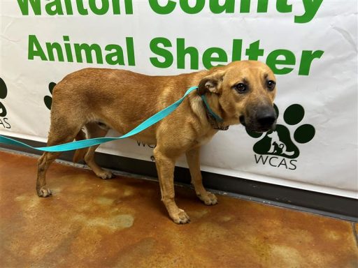 Fawn color male dog standing in hallway on a leash