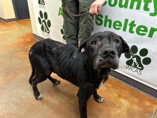 Black male dog standing in hallway on a leash