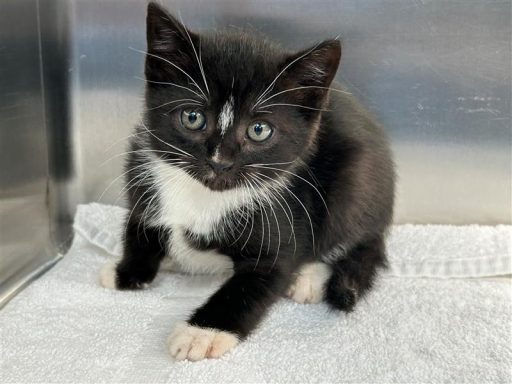 Black/ WHite male kitten sitting in kennel