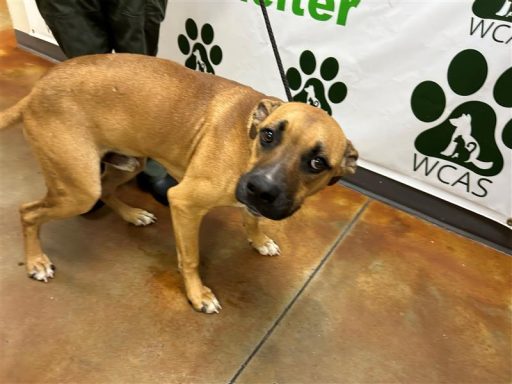 Tan/White male dog standing in hallway on a leash