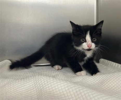 Black female kitten sitting in kennel on a towel