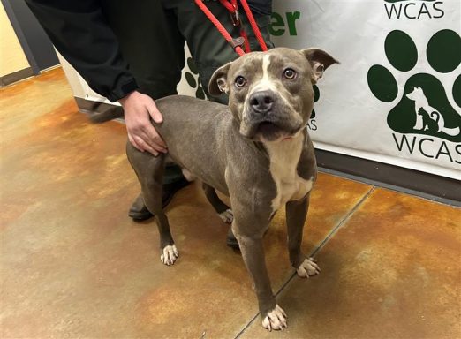 Grey/ White male dog sitting in hallway on a leash