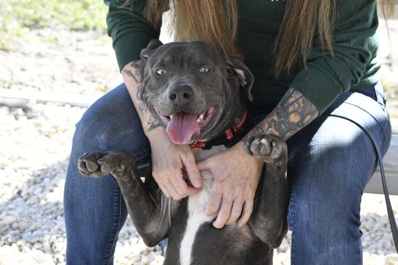 Grey and white mixed breed dog being held and pet