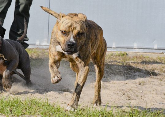 Brown and black brindle mixed breed dog running in playyard