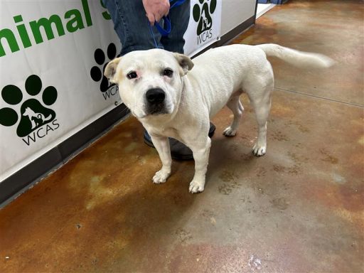 White male dog standing in hallway on a leash