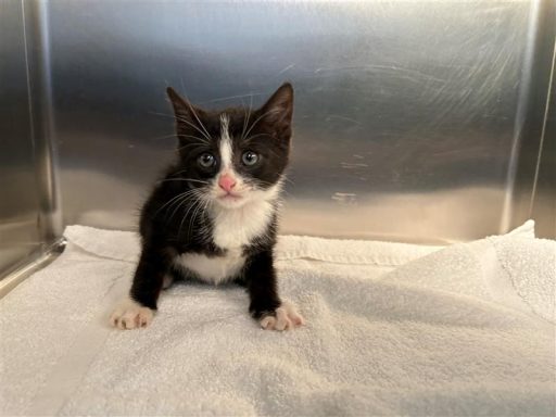 Black/ White male kitten sitting in kennel