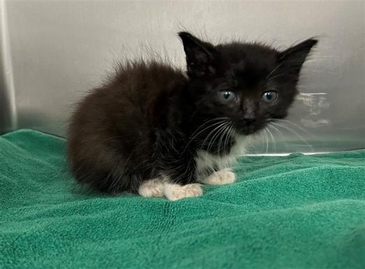 black and white cat in kennel