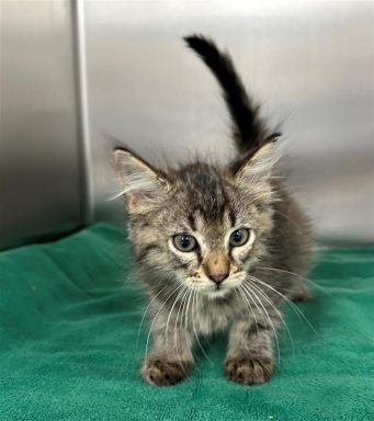 tabby gray kitten