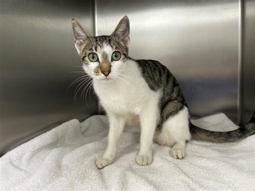 Tabby/ White female cat sitting in kennel on a towel