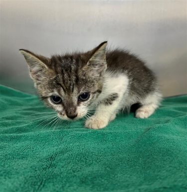 gray and white tabby