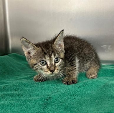 tabby gray kitten in kennel