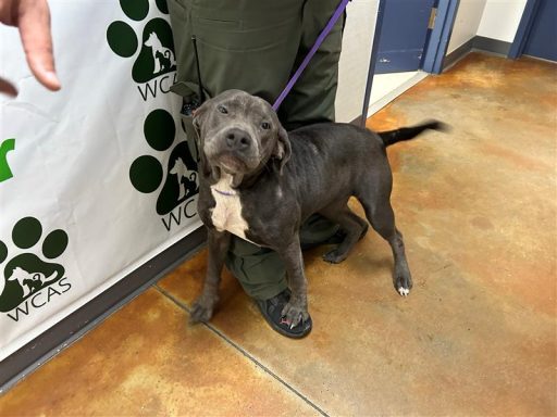 female bulldog mix standing in hallway on leash