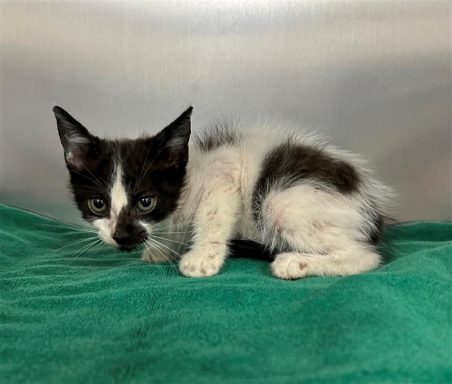 black and white cat in kennel