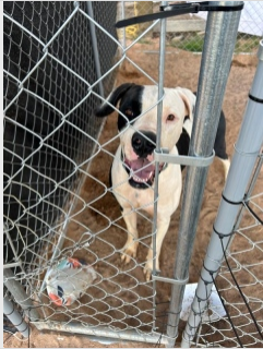 Great Dame mixed breed male dog sitting in kennel