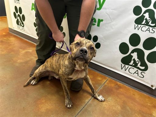 brindle male dog mixed breed standing in hallway