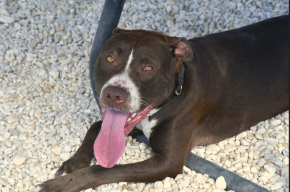 Brown male dog laying down outside