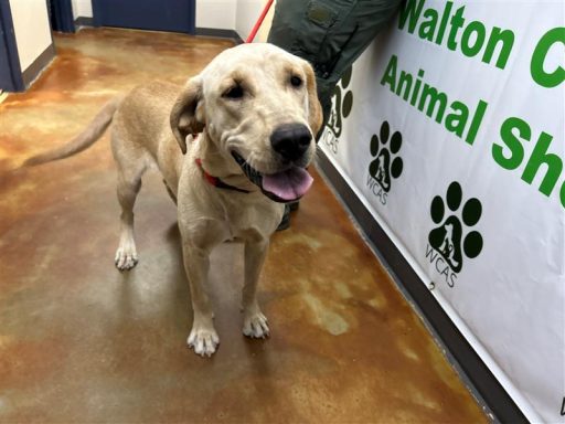 female yellow lab