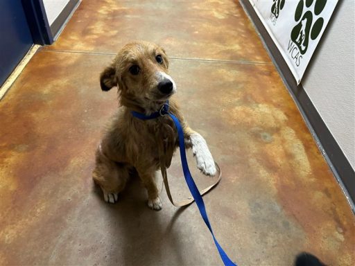 red and white female mixed breed dog sitting in hallway on leash