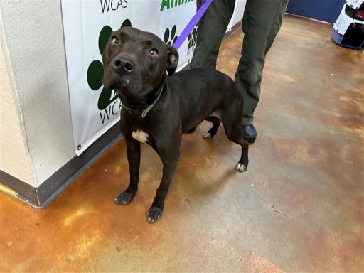 black and white female lab mix dog standing in hallway