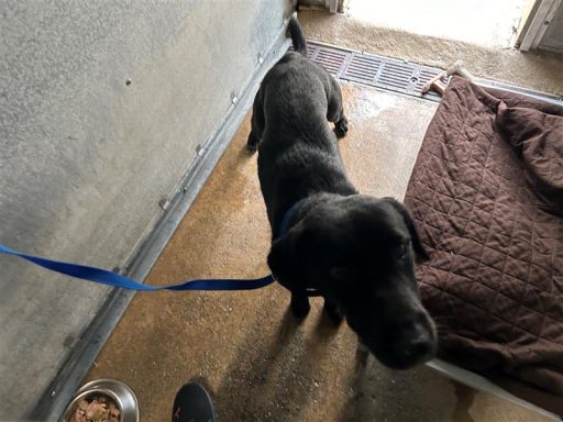 black and white male labrador mix inside