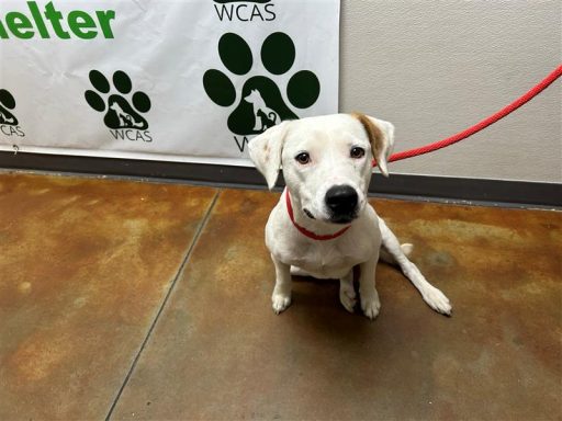 white/brown female dog