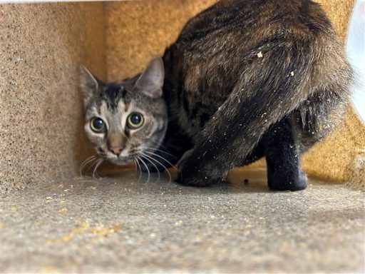 Tabby female cat sitting in kennel box