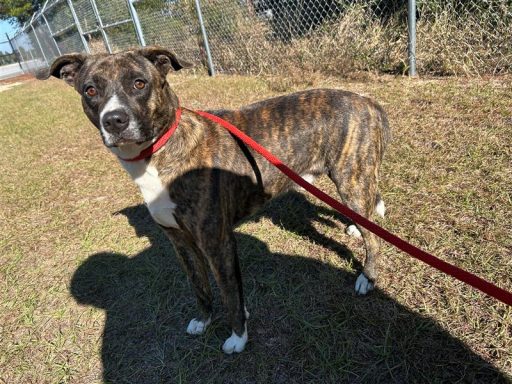 Brindle/ White male dog standing outside on a leash