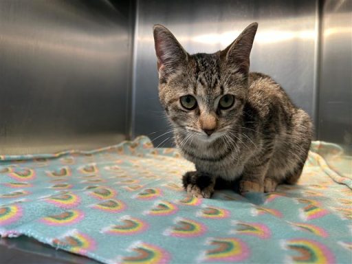 Tabby female cat sitting in kennel on a blanket