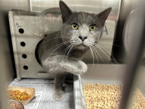 Grey cat sitting in kennel