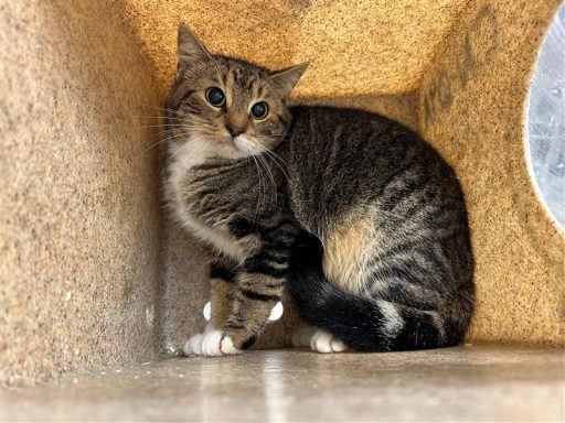 Tabby/ White cat sitting in kennel box