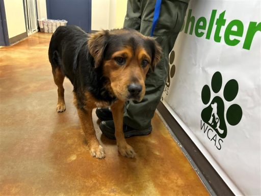 Male Black/ Red dog standing in hallway on a leash